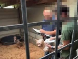 40 cani allevati abusivamente a Brusimpiano per essere venduti: erano abbandonati tra i loro escrementi