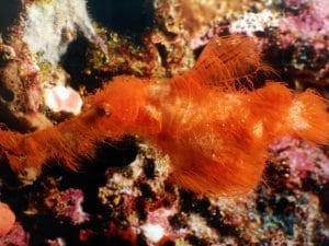 Sembra un pupazzo dei Muppet, ma è una nuova specie di pesce ago “peloso” che vive nella Grande Barriera Corallina
