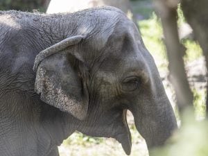 Addio ad Happy: morta l’elefantessa che ha dimostrato che i pachidermi hanno diritti e sanno riconoscersi allo specchio