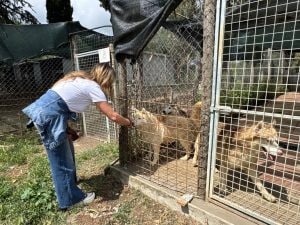 Liberati i 200 Husky dell’allevamento lager di Ponzano Romano: maxi intervento dei Carabinieri Forestali