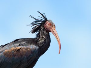 Ibis eremita a rischio: il 30% muore per bracconaggio mentre l’Italia vuole indebolire la legge sulla caccia