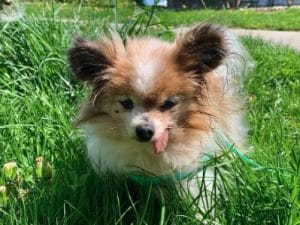 Il cane più vecchio del mondo ha 30 anni, si chiama Lazare e viveva in un rifugio in Francia