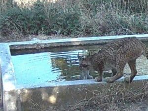 La lince iberica preda i conigli e prima di darli in pasto ai cuccioli li immerge nell’acqua.  Comportamento mai osservato prima in natura