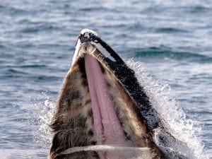 Il misterioso “gaping” delle megattere studiato grazie ai video pubblicati sui social
