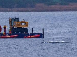 Una balena morta è stata trovata in Danimarca: potrebbe essere Timmy, la megattera arenata in Germania