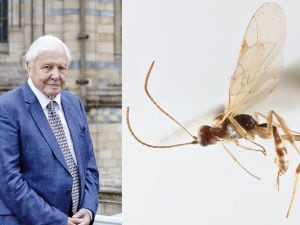 Un regalo speciale per i 100 anni di David Attenborough: una nuova specie di vespa in suo onore
