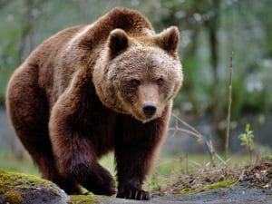Perché gli orsi si uccidono l’uno con l’altro: spesso a causa dell’uomo. Lo studio sui plantigradi del Parco Nazionale Adamello Brenta