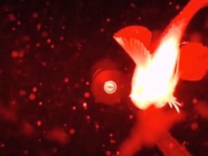 Pesci lumaca, vermi e altri animali abissali filmati per la prima volta in un fiordo groenlandese grazie a una nuova tecnologia