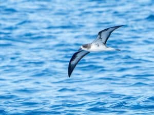Salvare il petrello delle Galápagos, uno degli uccelli marini più minacciati del pianeta