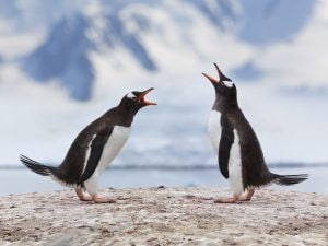 Scoperta una nuova specie di pinguino Papua nascosta tra le remote isole Kerguelen: è la prima da oltre un secolo