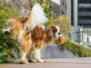 Fino a 500 euro di multa a Livorno a chi non lava la pipì del cane in strada: l’ordinanza del Comune