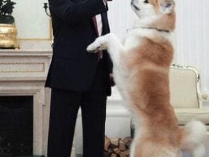 E’ morto Yume, il cane di Vladimir Putin. La passione degli “uomini di potere” per il “miglior amico dell’uomo”