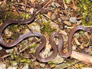 Scoperto in Cina un serpente che inganna i predatori usando la coda come “seconda testa”: si chiama Calamaria incredibilis