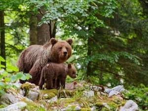 Rapporto grandi carnivori 2025: in Trentino 118 orsi, lupi in calo e sciacalli in aumento