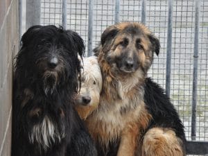 Emergenza canili in Abruzzo: centinaia di cani dimenticati. La fondazione Cave Canem: “Sequestrati e abbandonati a loro stessi”