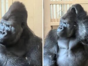 Il “gorilla filosofo” oltre il video virale, la posa da “pen