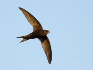 Un rondone ha trascorso 19 mesi in volo senza mai posarsi: la storia dell’uccello che ha scelto di appartenere al cielo