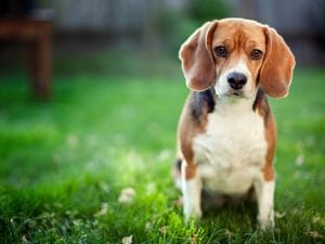 Liberi altri 8 Beagle destinati alla sperimentazione: erano nei laboratori dell’azienda farmaceutica Aptuit a Verona