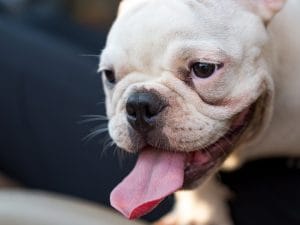 Meno acquisti di cani brachicefali nel Regno Unito. I veterinari: “Finalmente una reazione alle inutili sofferenze”