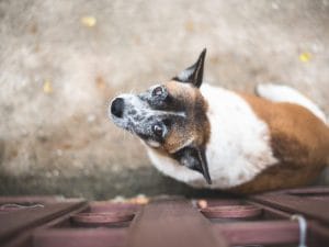 Scoperta fossa comune in rifugio per cani in California