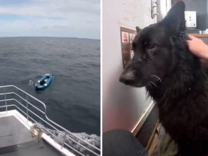 Il cane Bruce finisce alla deriva su un kayak al l