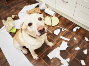 Il pelo del cane racconta la sua ansia: lo studio 