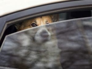 La morte di un cane lasciato all’interno di un’auto a 46 gradi scatena polemiche in Spagna