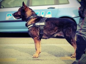 “Non ci sono fondi per curare i cani poliziotto in pensione”: la denuncia del sindacato