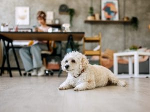 Diffusione delle aziende pet-friendly in occasione della giornata dedicata