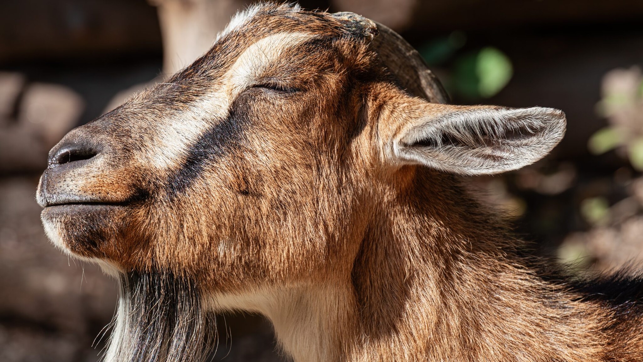 Le capre ci ascoltano e seguono la nostra voce per trovare il cibo nascosto, una capacità rara negli animali