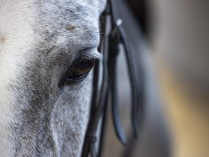 Il 2 giugno visto dai cavalli dopo la fuga di Roma, l’etologa Bajona: “Non basta l’addestramento, serve fiducia”
