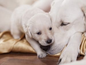 Cuccioli venduti online: condannato in Cassazione veterinario che firmava falsi documenti sulle vaccinazioni