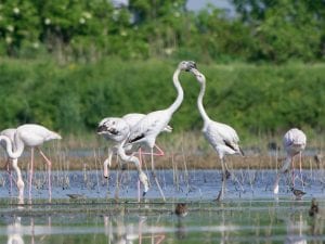 I fenicotteri rosa stanno tornando a ripopolare la laguna di Venezia