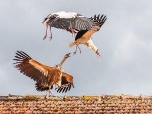Un grifone ha predato e mangiato dei piccoli di cicogna in Francia, l’esperto Mario Posillico: “Evento eccezionale, ma non unico”