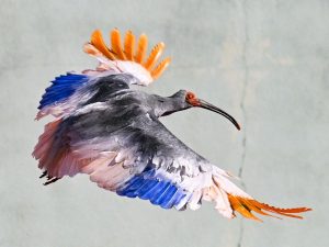 Reintroduzione dell'ibis crestato in Giappone