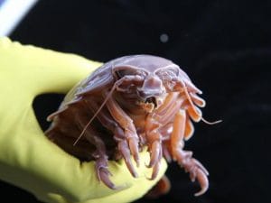 I crostacei giganti riescono a sopravvivere per 5 