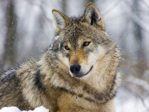 Strage di lupi nel Parco d’Abruzzo: trovati fitofarmaci nelle esche. La Procura indaga su agricoltori esclusi dai fondi europei