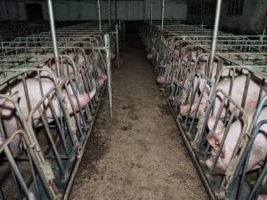 Ratti, scrofe malate e suinetti morti abbandonati: Essere Animali mostra le condizioni terribili di un allevamento di maiali DOP