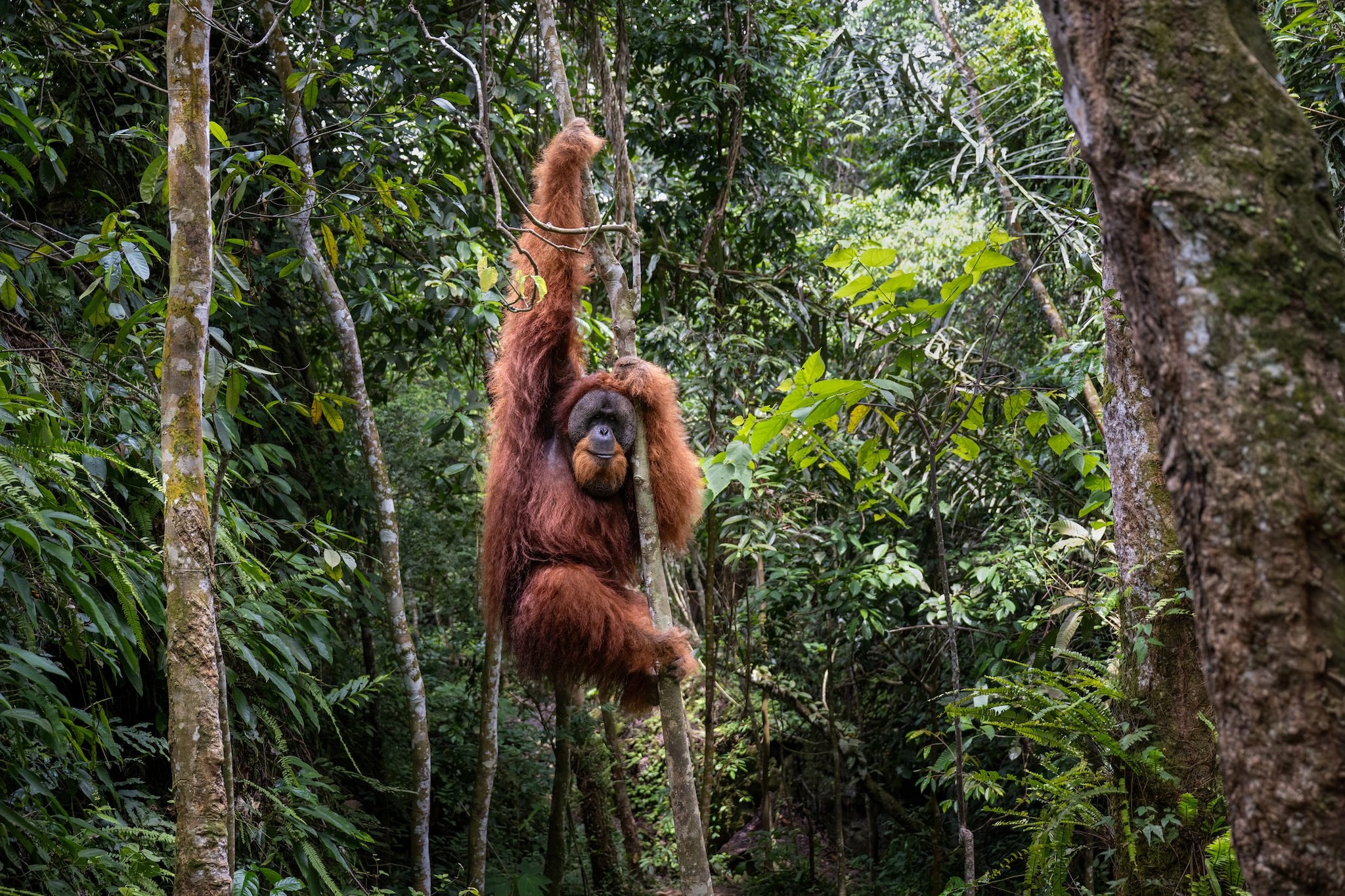 Cyclone Senyar Kills Dozens of Orangutans in Sumatra - News Directory 3