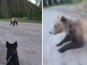 Incontro ravvicinato con un orso grizzly in Canada