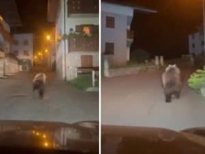 Orso inseguito da un’auto in Valtellina, il Parco dello Stel
