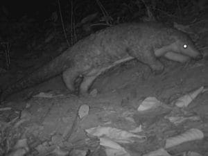Rarissimo pangolino cinese avvistato in una forest
