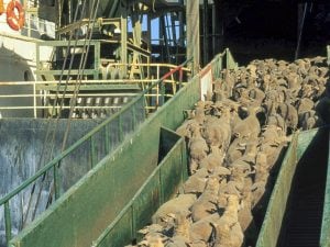 “Stop all’esportazione di animali vivi”: l’appello di oltre 