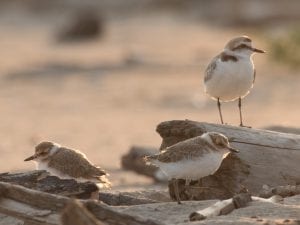 Pulcini di fratino nati a Marina di Ravenna pronti a spiccare il volo: la specie resta tra le più minacciate in Italia