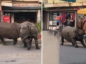 Scontro tra giganti in Nepal: due grossi rinoceronti indiani