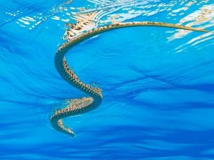 La storia dell’invasione di serpenti a Ibiza, l’erpetologo: “Nessun pericolo per l’uomo, ma rischiamo di perdere per sempre una lucertola unica”