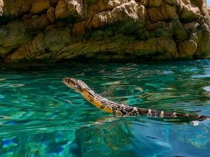 I serpenti che hanno invaso Ibiza nuotano in mare per colonizzare altre isole: sempre più a rischio la lucertola delle Pitiuse
