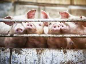 In Danimarca nasce il Ministero per la Natura e il Benessere degli animali