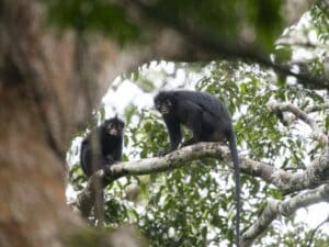 Scoperta nuova specie di scimmia nella Repubblica Democratica del Congo