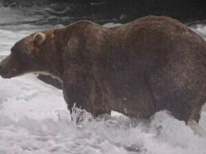 Backpck vince il concorso Fat Bear Week in Alaska